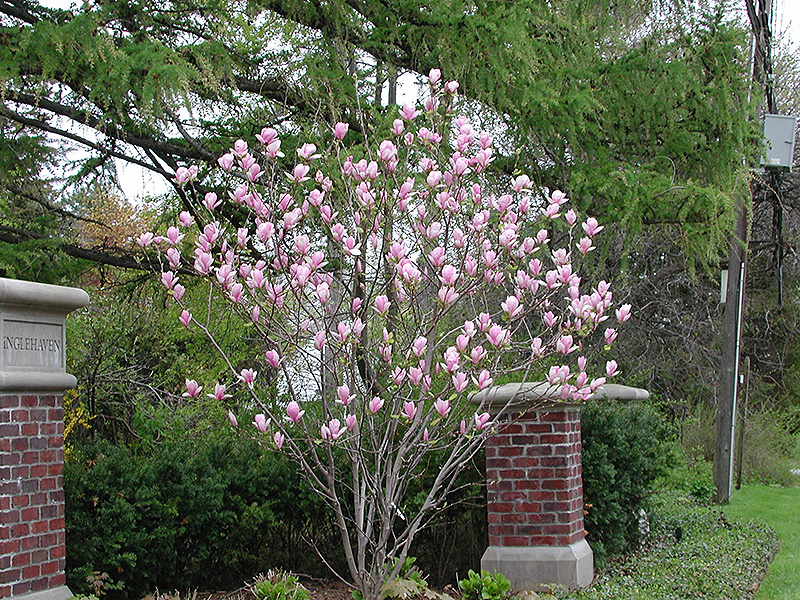 Saucer Magnolia Zones at Ann Paxson blog