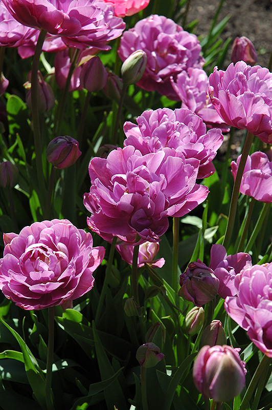 Lavender Perfection Tulip (Tulipa 'Lavender Perfection') in Issaquah