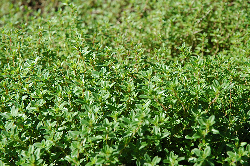 growing thyme in central texas