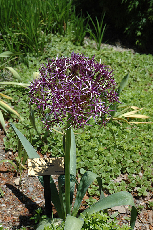 Star Of Persia Onion (Allium christophii) in Issaquah Seattle Bellevue