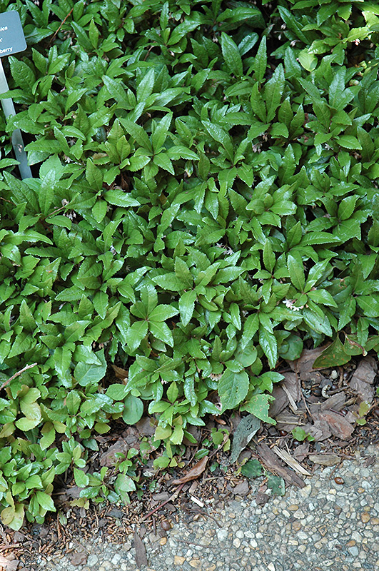 ardisia chirimen