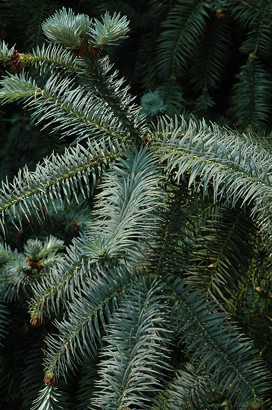 Blue China Fir (cunninghamia Lanceolata 'glauca') In Issaquah Seattle 