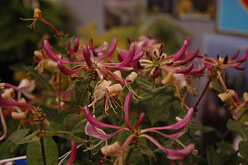 Peaches And Cream Honeysuckle (Lonicera periclymenum 'Peaches And Cream