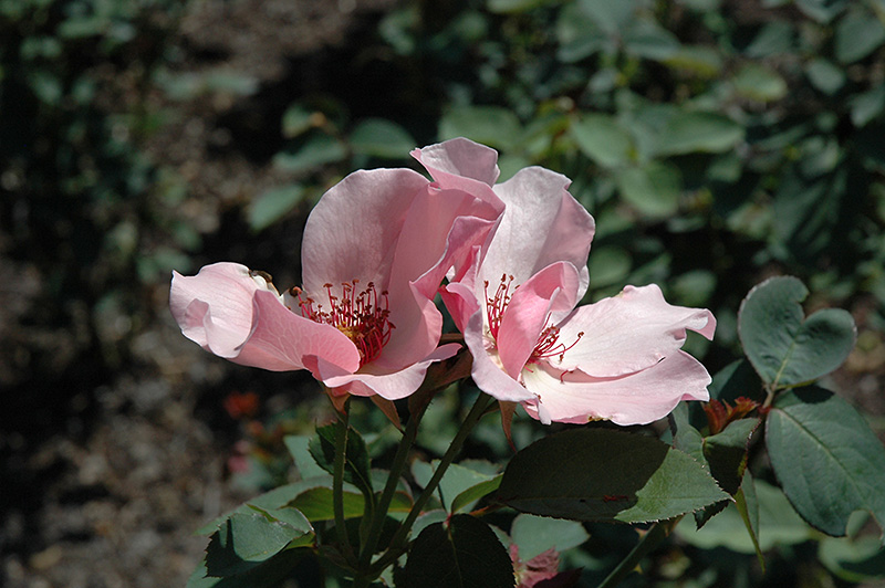 dainty bess rose