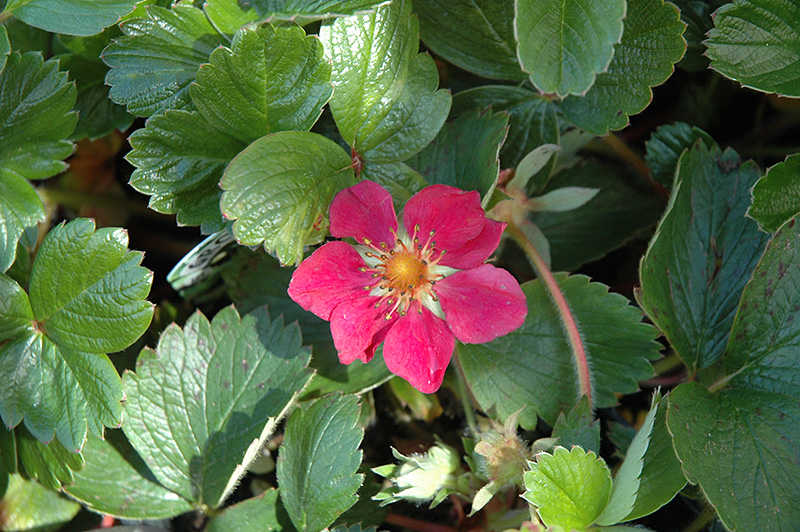 Beach Strawberry (Fragaria Chiloensis) In Issaquah Seattle Bellevue ...