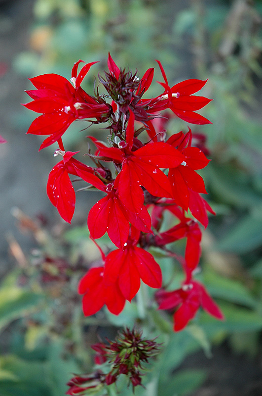 Compliment Deep Red Cardinal Flower (Lobelia x speciosa 'Compliment