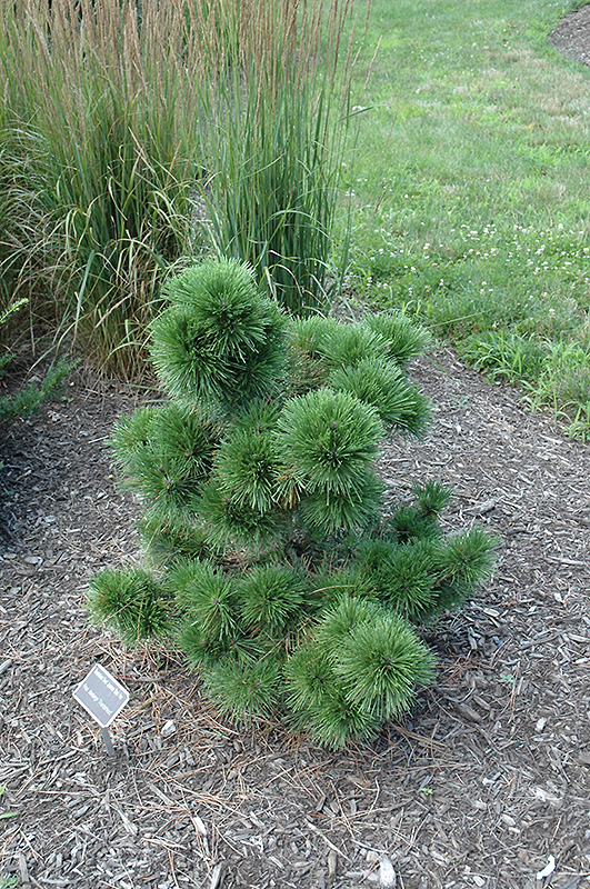 Thunderhead Japanese Black Pine (Pinus Thunbergii 'Thunderhead') In ...