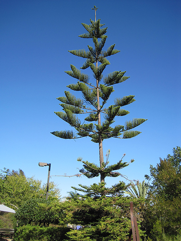 Norfolk Island Pine (Araucaria heterophylla) in Issaquah 