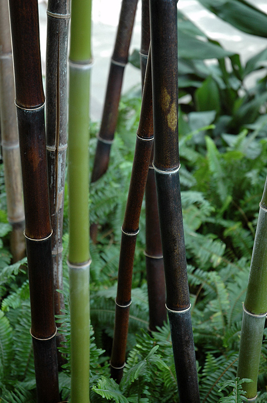 Black Bamboo (Phyllostachys nigra) in Issaquah Seattle Bellevue Redmond