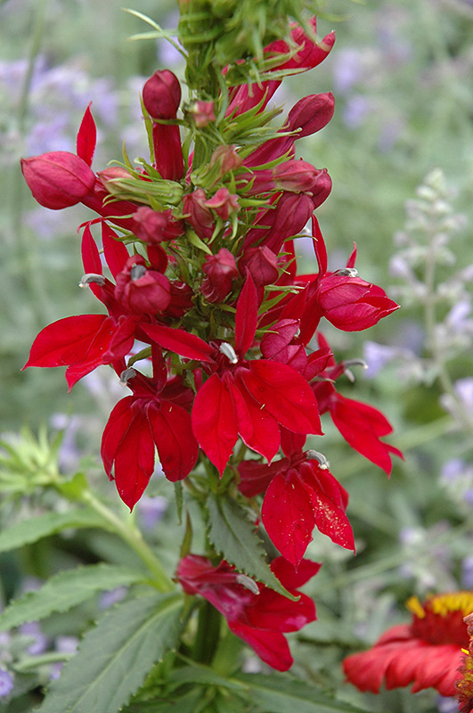 Fan Burgundy Cardinal Flower (Lobelia x speciosa 'Fan Burgundy') in