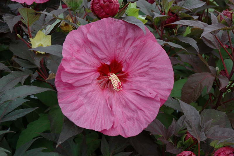 hibiscus berry awesome summerific plants flowers