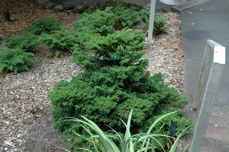 Tansu Dwarf Japanese Cedar (Cryptomeria japonica 'Tansu') in Issaquah