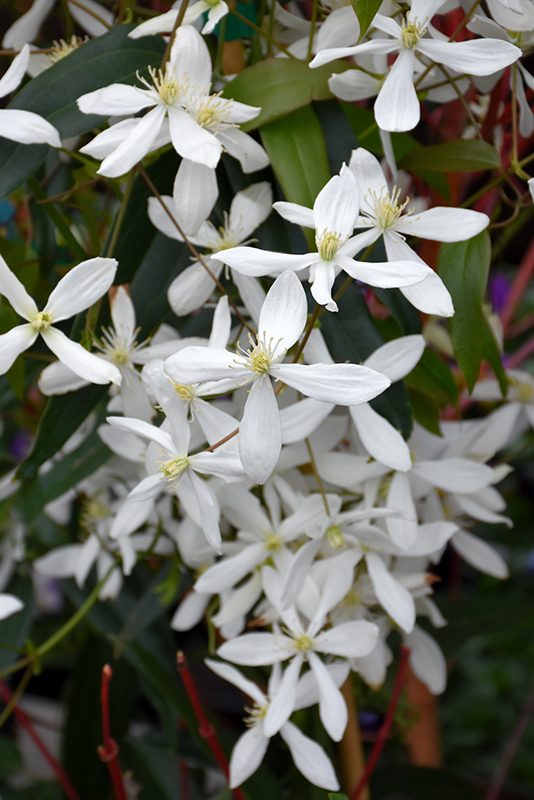 The armandii clematis offers a superb evergreen, both thick and shiny. Snowdrift Clematis (Clematis armandii 'Snowdrift') in ...