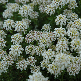 Plant Photo 5