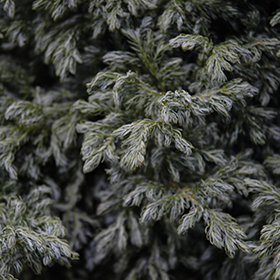 Plant Photo 7