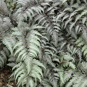 Plant Photo 9