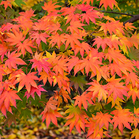 Japanese Maple Photo