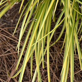 Plant Photo 7