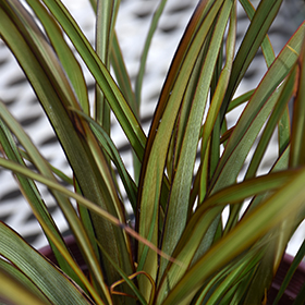 Plant Photo 9