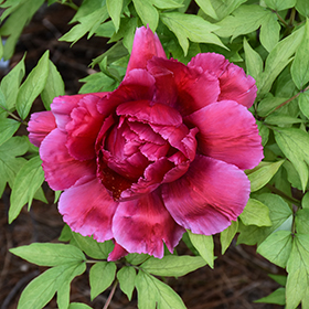 Plant Photo 1