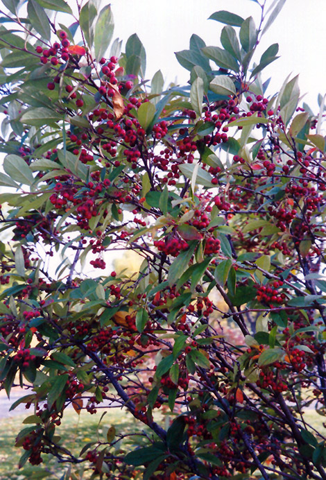 Red Chokeberry (Aronia arbutifolia) at Squak Mountain Nursery