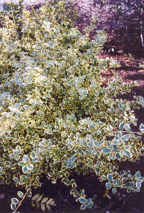 Canadale Gold Wintercreeper (Euonymus fortunei 'Canadale Gold') at Squak Mountain Nursery