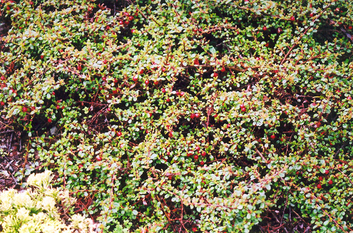 Streib's Findling Cotoneaster (Cotoneaster dammeri 'Streib's Findling') at Squak Mountain Nursery