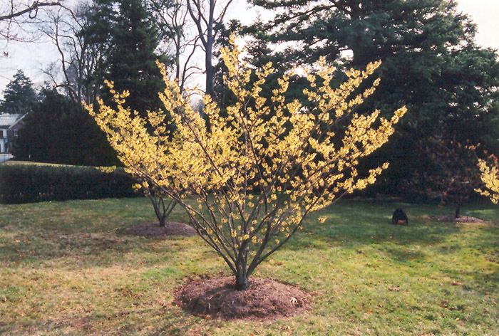 Primrose Witchhazel (Hamamelis x intermedia 'Primrose') in Issaquah ...