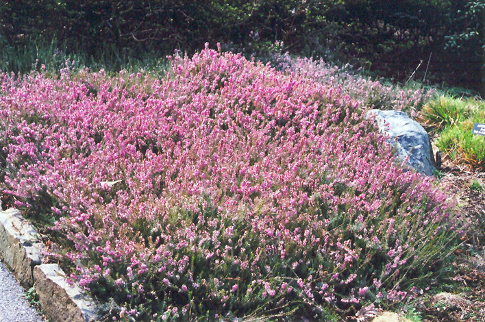 Springwood Pink Heath (Erica carnea 'Springwood Pink') at Squak Mountain Nursery