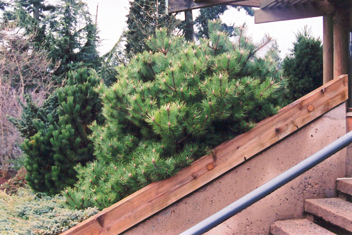 Jane Kluis Japanese Red Pine (Pinus densiflora 'Jane Kluis') at Squak Mountain Nursery
