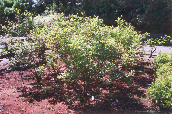 Northland Blueberry (Vaccinium corymbosum 'Northland') at Squak Mountain Nursery
