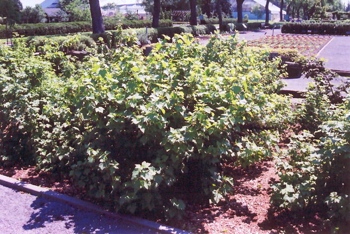 Consort Black Currant Ribes Nigrum Consort In Issaquah - mountain currant bush