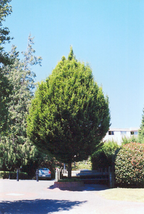 Columnar European Hornbeam (Carpinus betulus 'Columnaris') at Squak Mountain Nursery
