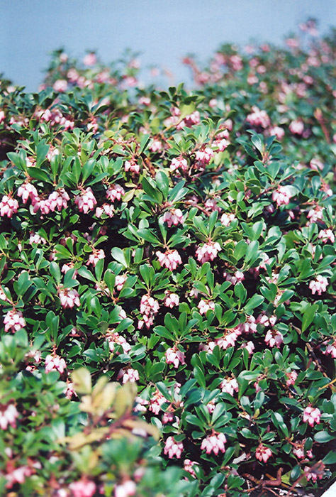 Vancouver Jade Bearberry (Arctostaphylos uva-ursi 