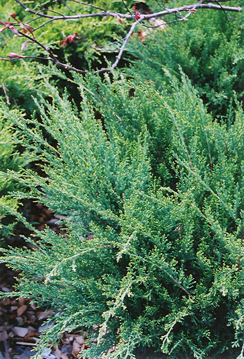 Sea Green Juniper (Juniperus chinensis 'Sea Green') at Squak Mountain Nursery