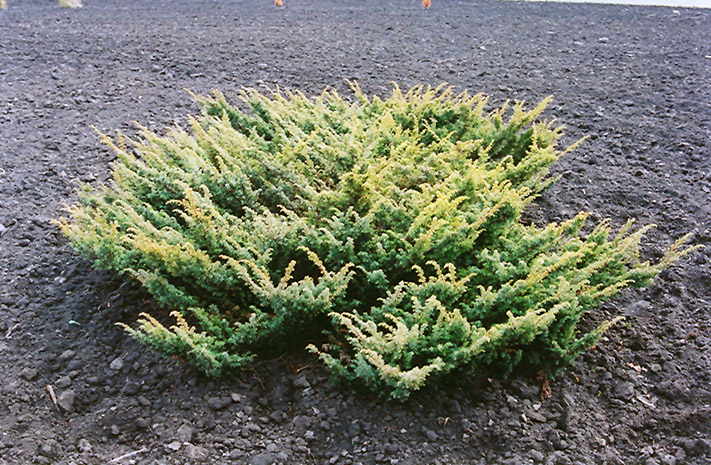 Japanese Garden Juniper (Juniperus chinensis 'Procumbens') in Issaquah