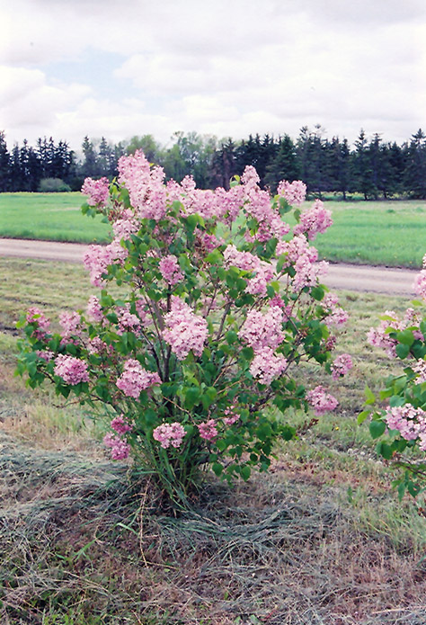 Maiden's Blush Lilac (Syringa x hyacinthiflora 'Maiden's Blush') in