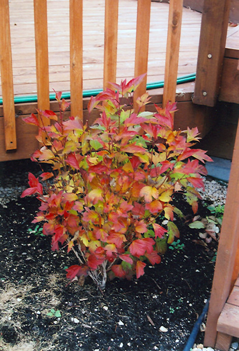 Compact Highbush Cranberry (Viburnum trilobum 'Compactum') at Squak Mountain Nursery