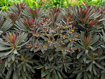 Blackbird Evergreen Spurge (Euphorbia 'Nothowlee') in Issaquah Seattle ...