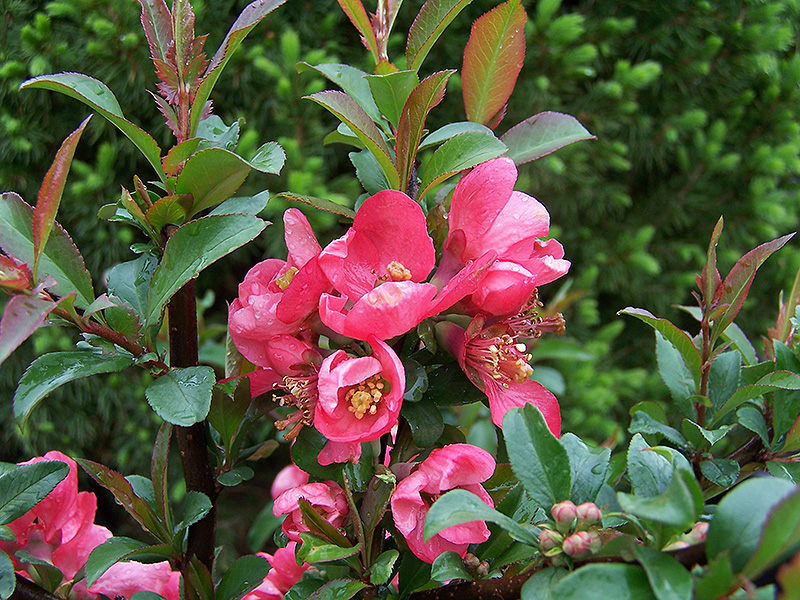 Pink Lady Flowering Quince (Chaenomeles x superba 'Pink Lady') in ...