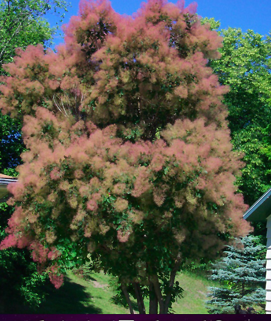 Cotton Candy American Smoketree (Cotinus obovatus 'Cotton Candy') in