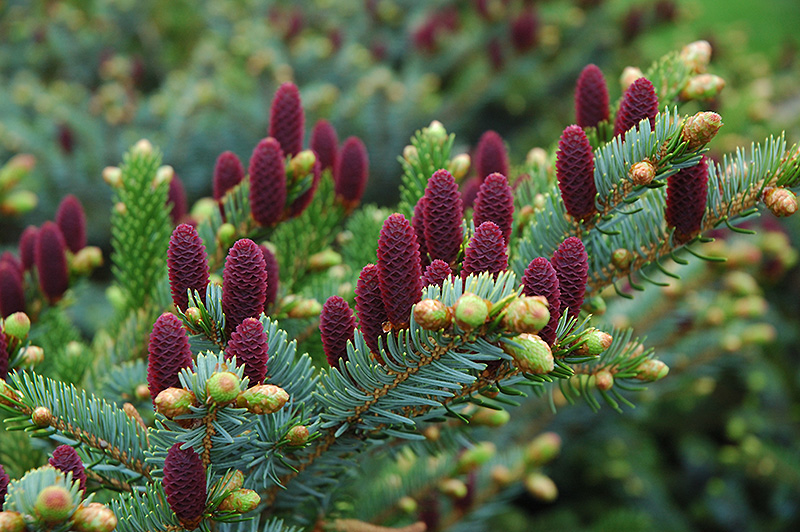 Red Cone Spruce (Picea abies 'Acrocona') at Squak Mountain Nursery