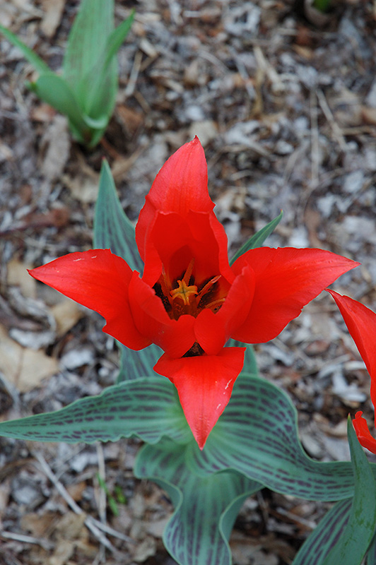 Red Riding Hood Tulip (Tulipa 'Red Riding Hood') at Squak Mountain Nursery