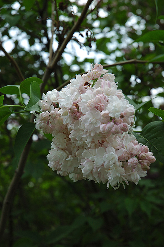 beauty of moscow lilac syringa vulgaris 'beauty of moscow