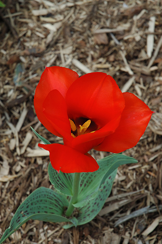 Casa Grande Tulip (Tulipa 'Casa Grande') at Squak Mountain Nursery