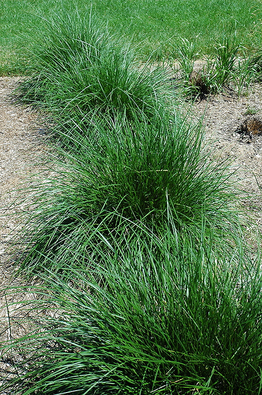 Tufted Hair Grass (Deschampsia cespitosa) at Squak Mountain Nursery