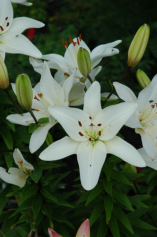 Snow Storm Lily (Lilium 'Snow Storm') in Issaquah Seattle Bellevue ...