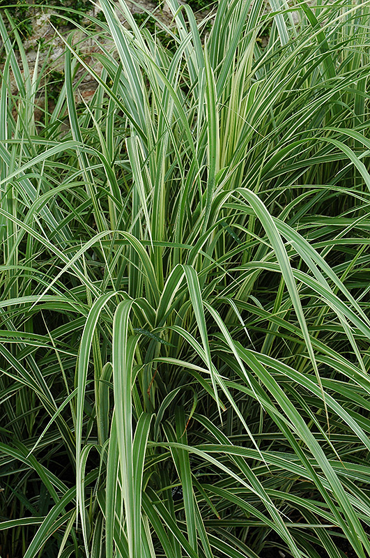 Variegated Silver Grass (Miscanthus sinensis 'Variegatus') at Squak Mountain Nursery