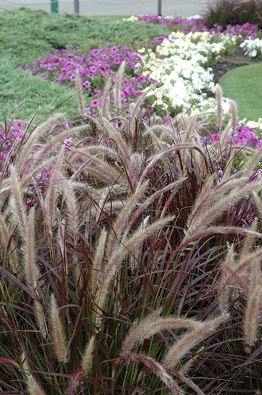 Purple Fountain Grass (Pennisetum setaceum 'Rubrum') at Squak Mountain Nursery