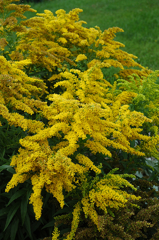 Crown Of Rays Goldenrod (Solidago 'Crown Of Rays') at Squak Mountain Nursery